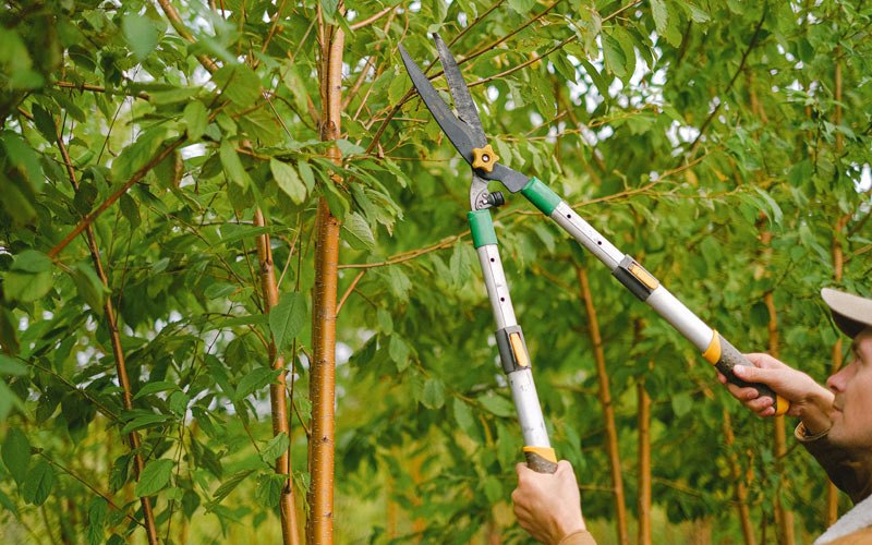 Tree trimming in Lime Springs, IA