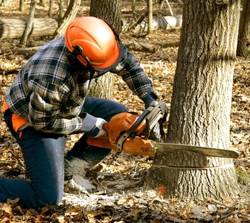Tree Removal in Lime Springs, IA